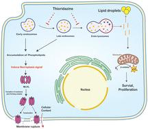 Thioridazine induces phospholipid accumulation and necroptosis in parental and tamoxifen-resistant breast cancer cells†