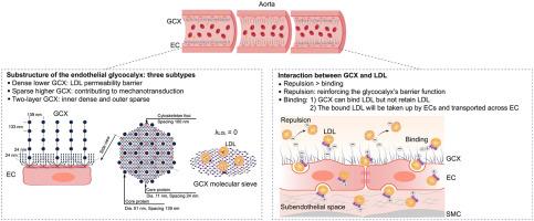 The Substructure of the Endothelial Glycocalyx in Rat Aorta and Its Interaction with the Low-Density Lipoproteins