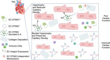 Endothelial Cell Stimulator of Interferon Genes Regulates IL-6 Production and Is Required for Pathologic Cardiac Hypertrophy and Contractile Dysfunction in Experimental Heart Failure