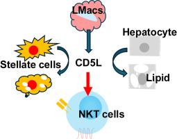 Characterizing Kupffer Cell Production of CD5 Antigen-Like and Its Function on Regulating Migration of Natural Killer T Cells