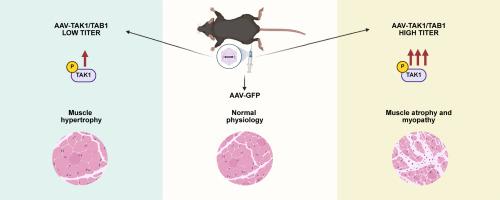 Hyperactivation of Transforming Growth Factor-β–Activated Kinase 1 Causes Skeletal Muscle Pathology Reminiscent of Inflammatory Myopathies