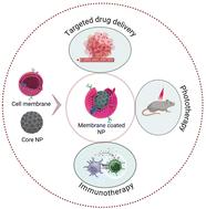 Advances in cell membrane-coated nanoparticles: multifunctional platforms for targeted drug delivery, precision phototherapy, and enhanced immunotherapy
