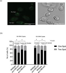 Functional Activities of Cohesin Proteins Can Be Altered by Chemical Chaperones