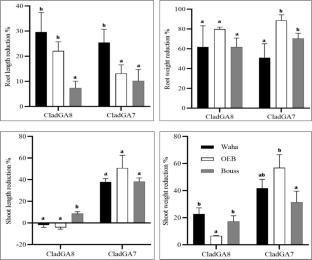First report of highly pathogenic Cladosporium colombiae isolates on durum wheat plant in Algeria