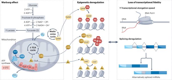 Cancer progression through the lens of age-induced metabolic reprogramming
