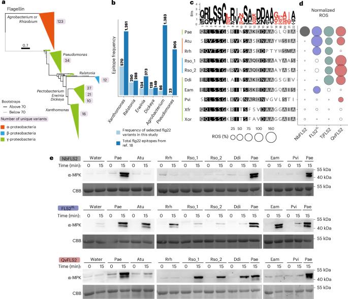 Unlocking expanded flagellin perception through rational receptor engineering