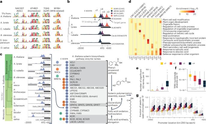Recruitment, rewiring and deep conservation in flowering plant gene regulation