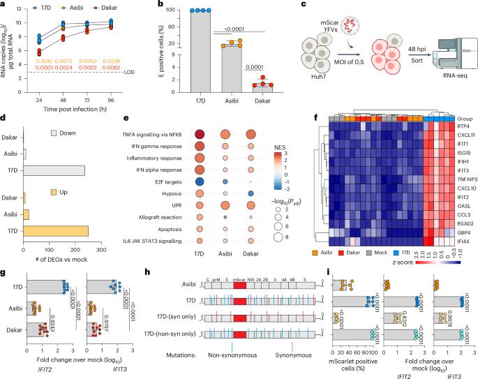 Amino acid changes in two viral proteins drive attenuation of the yellow fever 17D vaccine