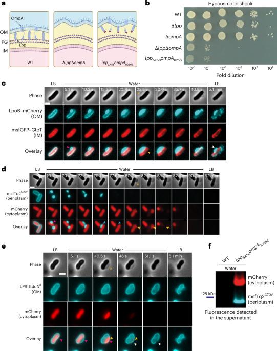 Peptidoglycan–outer membrane attachment generates periplasmic pressure to prevent lysis in Gram-negative bacteria