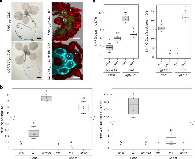 A root-based N-hydroxypipecolic acid standby circuit to direct immunity and growth of Arabidopsis shoots