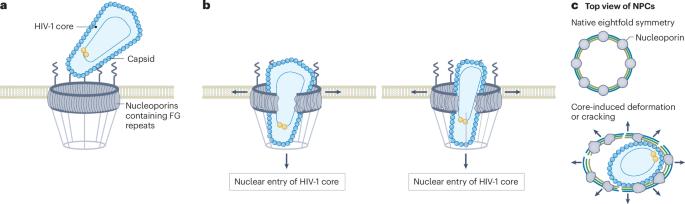 HIV-1 capsid found guilty of breaking and entering