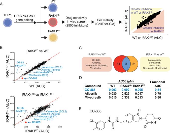 Targeting of IRAK4 and GSPT1 enhances therapeutic efficacy in AML via c-Myc destabilization