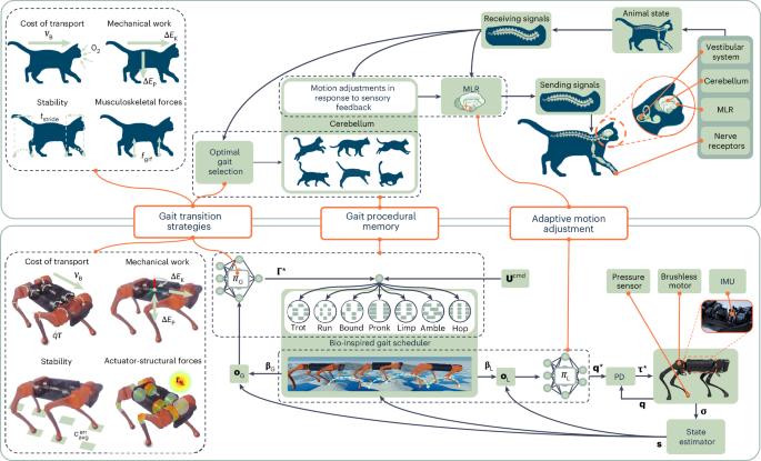 Learning to adapt through bio-inspired gait strategies for versatile quadruped locomotion