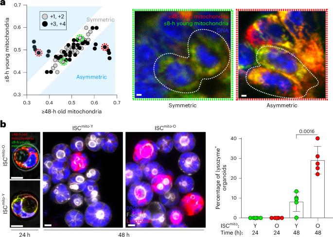 Mitochondrial age-classes expand the heterogeneity of tissue-resident stem cells