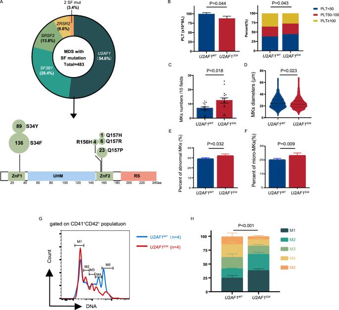 Aberrant splicing of CHEK1 is a driver of megakaryocytic dysplasia in U2AF1S34F mutant myelodysplastic neoplasms