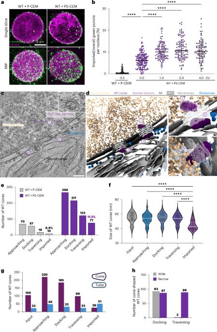 HIV-1 nuclear import is selective and depends on both capsid elasticity and nuclear pore adaptability