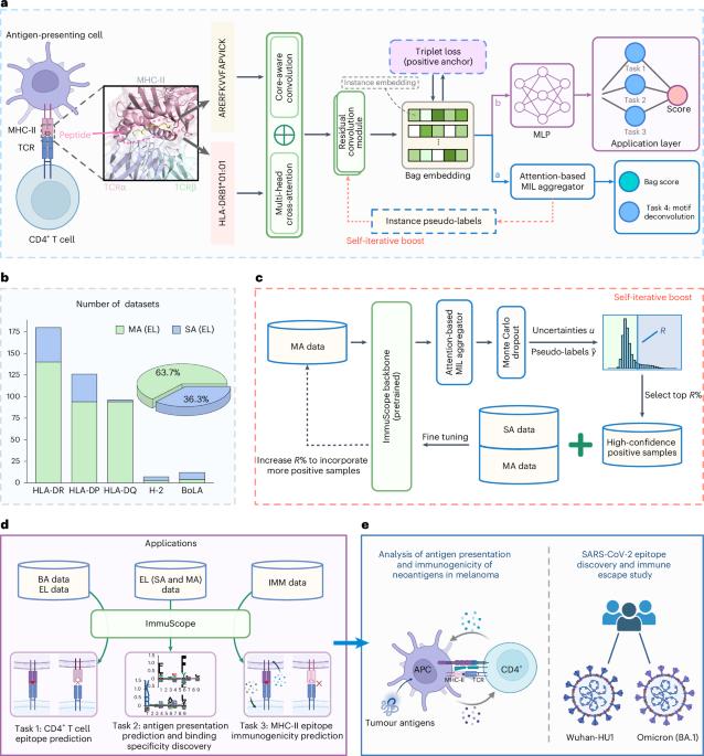 Self-iterative multiple-instance learning enables the prediction of CD4+ T cell immunogenic epitopes