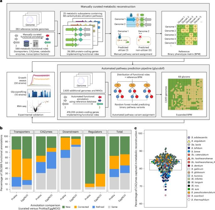 Integrative genomic reconstruction reveals heterogeneity in carbohydrate utilization across human gut bifidobacteria