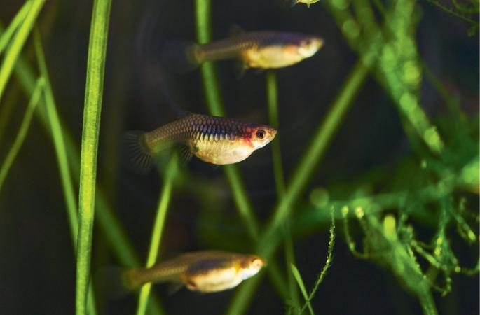 Heatwaves disrupt prey behaviour