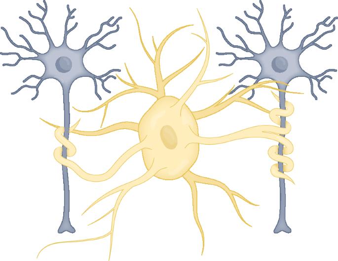 Emerging connections between myelin and Alzheimer’s disease