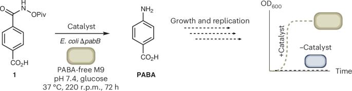 Biocompatible Lossen rearrangement