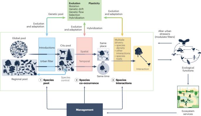 The effects of urbanization on species interactions
