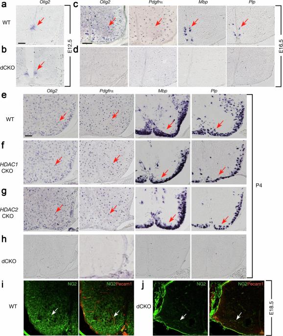 Author Correction: HDAC1 and HDAC2 regulate oligodendrocyte differentiation by disrupting the β-catenin–TCF interaction