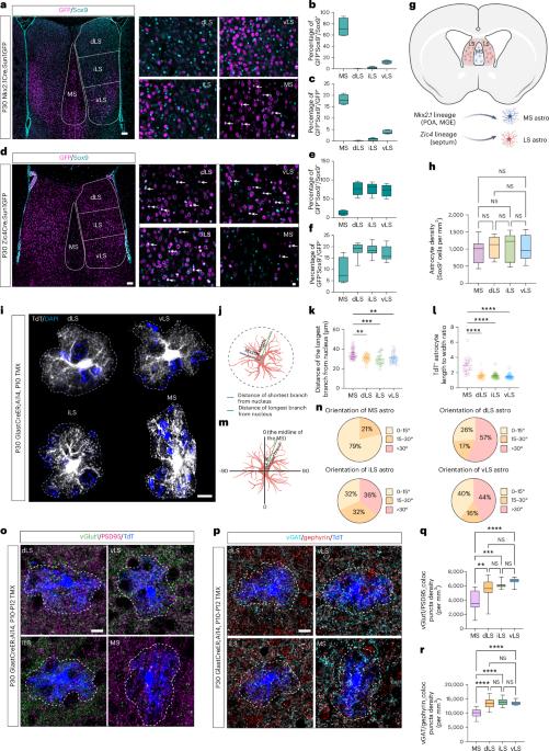 Astrocyte specification in the mouse septum is shaped by both developmental origin and local signals