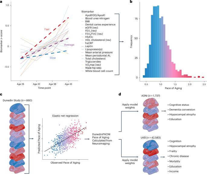 DunedinPACNI estimates the longitudinal Pace of Aging from a single brain image to track health and disease