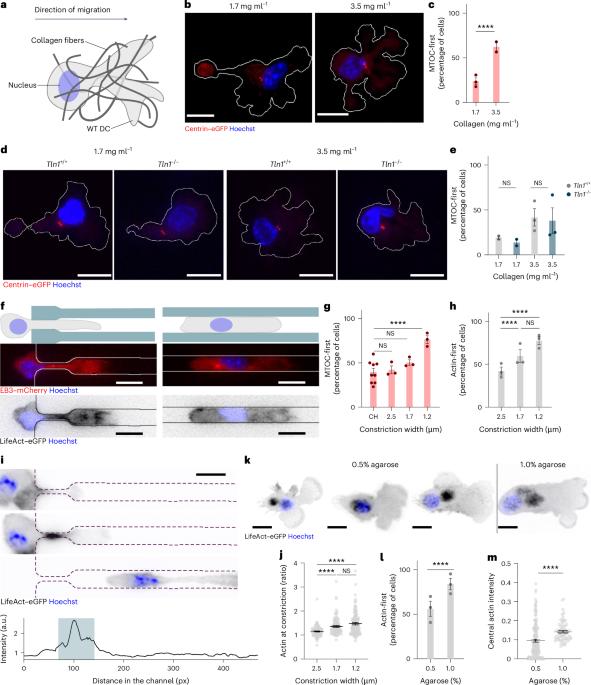Migrating immune cells globally coordinate protrusive forces