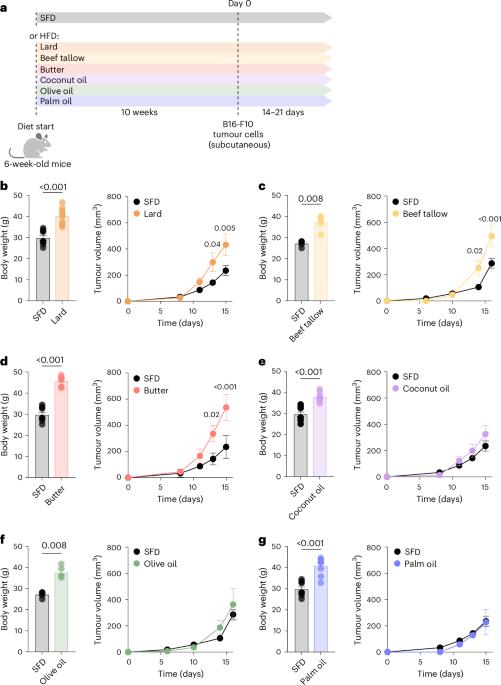The source of dietary fat influences anti-tumour immunity in obese mice