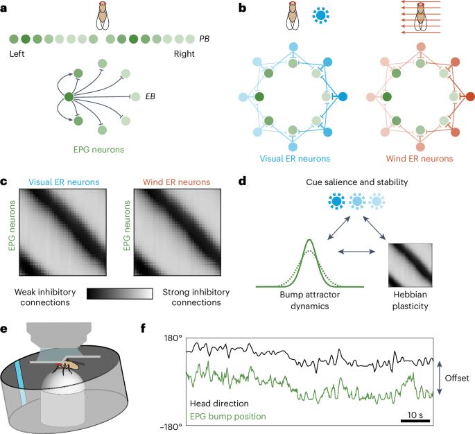Multimodal cue integration and learning in a neural representation of head direction