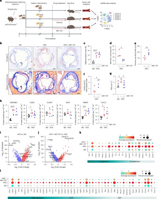 Single-cell and spatial transcriptomics map senescent vascular cells in arterial remodeling during atherosclerosis in mice