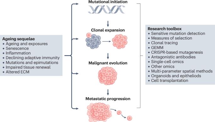 Modelling the ageing dependence of cancer evolutionary trajectories