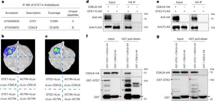 Bromodomain-containing proteins interact with a non-canonical RNA polymerase II kinase to maintain gene expression upon heat stress