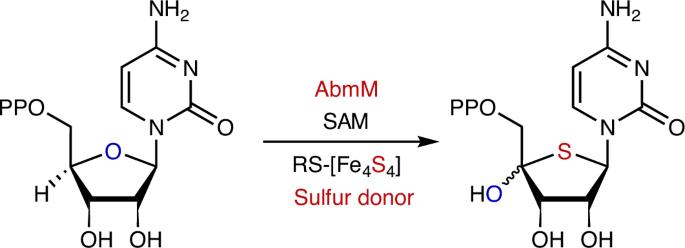 Radical S-adenosyl-l-methionine FeS cluster implicated as the sulfur donor during albomycin biosynthesis