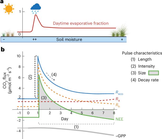 Widespread underestimation of rain-induced soil carbon emissions from global drylands