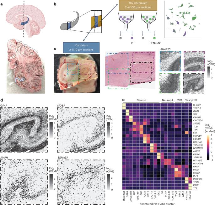 An integrated single-nucleus and spatial transcriptomics atlas reveals the molecular landscape of the human hippocampus