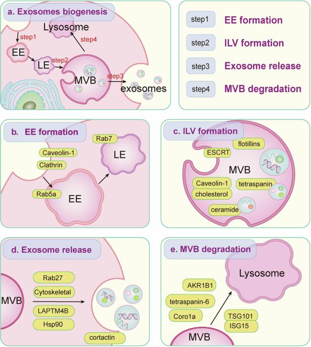 The role of exosomes in immunopathology and potential therapeutic implications