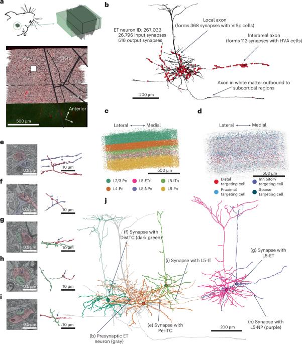 The synaptic architecture of layer 5 thick tufted excitatory neurons in mouse visual cortex