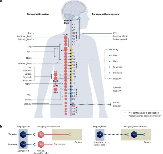 Molecular and functional diversity of the autonomic nervous system