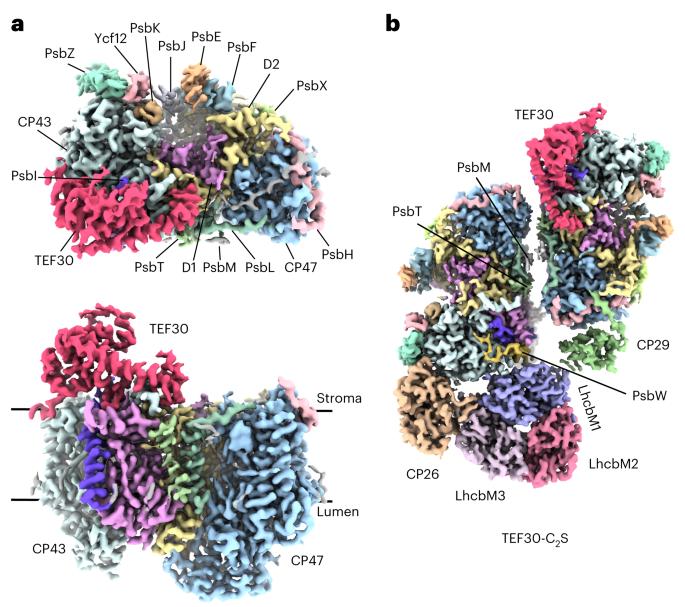 Structural snapshots show the roles of TEF30 in repairing the broken photosystem II