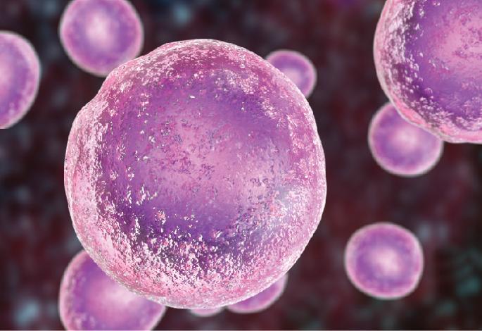FOXO3-enhanced mesenchymal progenitor cells impede aging in monkeys