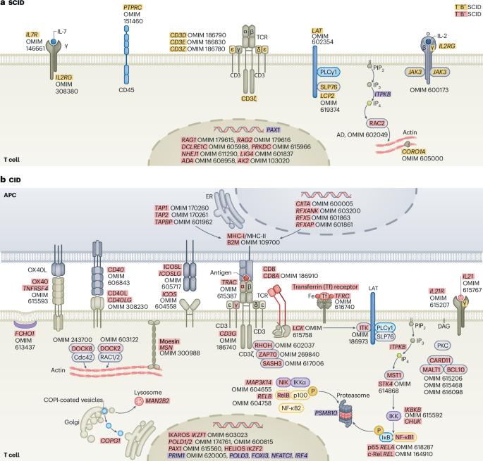 The impact of genetic immune disorders on infections including COVID-19, inflammatory bowel disease and cancer
