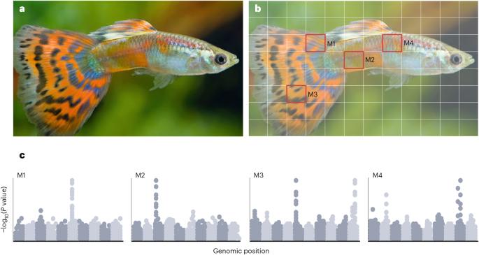 The next generation of colour pattern genomics