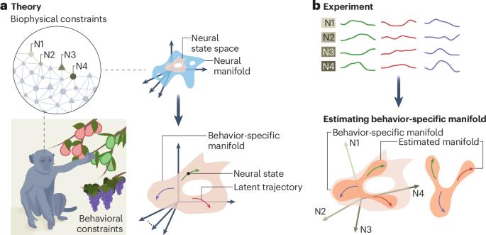 A neural manifold view of the brain
