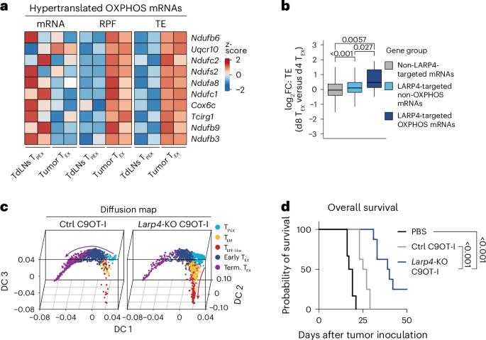 Aberrant protein translation promotes T cell exhaustion