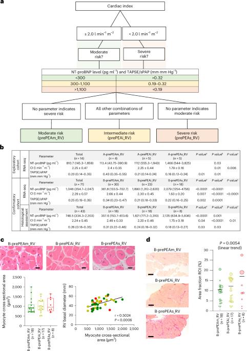 Transcriptional changes of the extracellular matrix in chronic thromboembolic pulmonary hypertension govern right ventricle remodeling and recovery