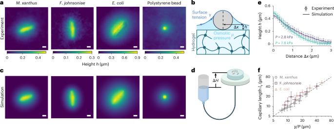 Capillary interactions drive the self-organization of bacterial colonies