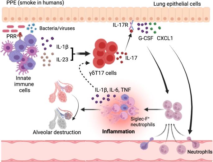 IL-17-secreting γδ T-cell-driven Siglec-F+ neutrophils mediate lung pathology in emphysema
